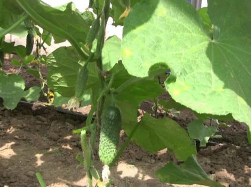 Отличаем засолочные огурцы от салатных Мы сами. 22 Отличаем засолочные огурцы от салатных Мы сами. 22