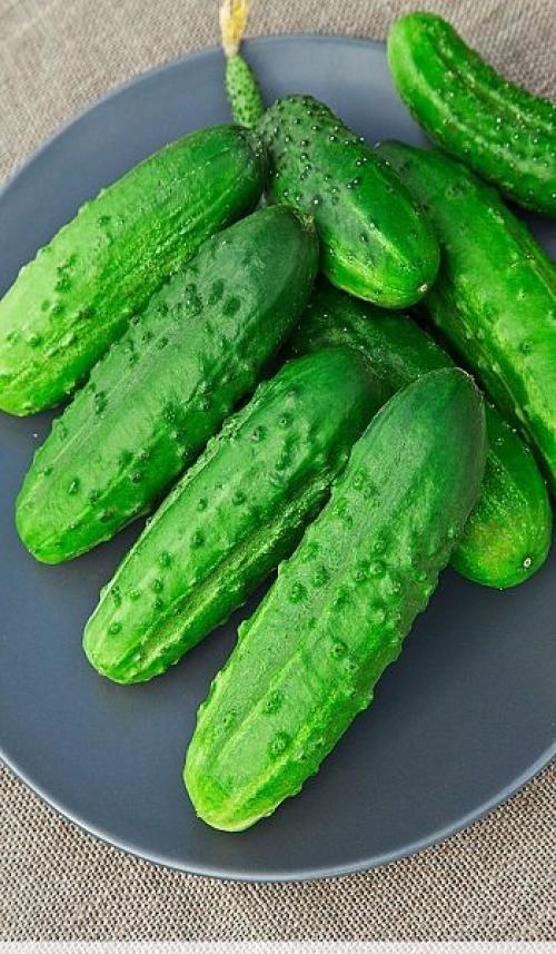 Отличаем засолочные огурцы от салатных Мы сами. 11 Отличаем засолочные огурцы от салатных Мы сами. 11