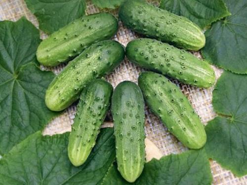 Отличаем засолочные огурцы от салатных Мы сами. 05 Отличаем засолочные огурцы от салатных Мы сами. 05