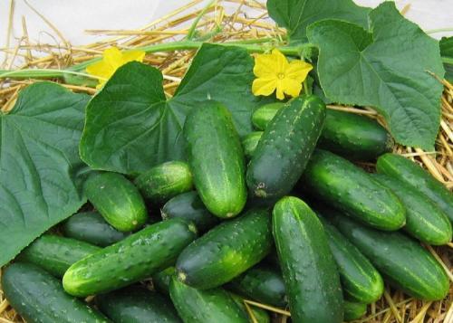 Тепличные огурцы для засолки. Лучшие сорта огурцов для засолки – рейтинг 2022 года