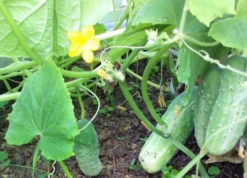 Отличаем засолочные огурцы от салатных Мы сами. 10 Отличаем засолочные огурцы от салатных Мы сами. 10