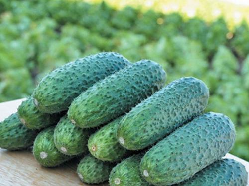 Отличаем засолочные огурцы от салатных Мы сами. 21 Отличаем засолочные огурцы от салатных Мы сами. 21