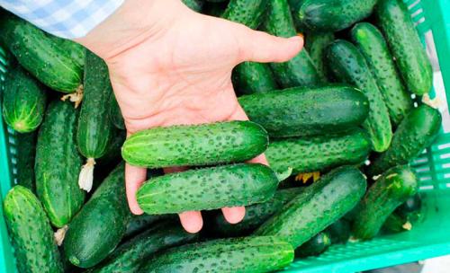 Тепличные огурцы для засолки. Лучшие сорта огурцов для засолки – рейтинг 2022 года