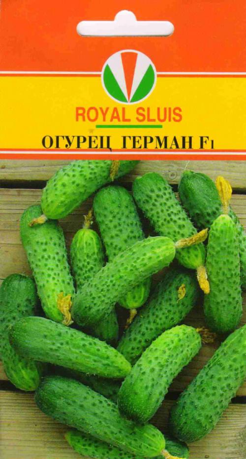 Тепличные огурцы для засолки. Лучшие сорта огурцов для засолки – рейтинг 2022 года