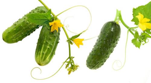 Отличаем засолочные огурцы от салатных Мы сами. 02 Отличаем засолочные огурцы от салатных Мы сами. 02