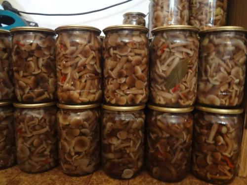 Маринованные опята на зиму в банках. Маринованные опята на зиму по самому вкусному рецепту