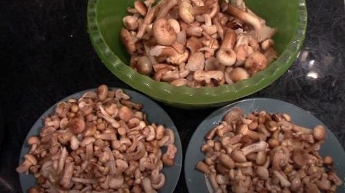 Маринованные опята с уксусом. Маринованные опята на зиму — рецепты с уксусом в банках