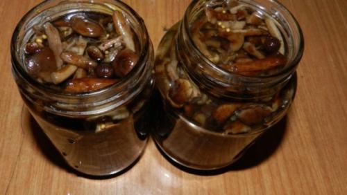 Маринованные опята на зиму в банках. Маринованные опята на зиму по самому вкусному рецепту
