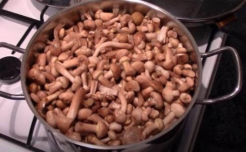 Маринованные опята с уксусом. Маринованные опята на зиму — рецепты с уксусом в банках