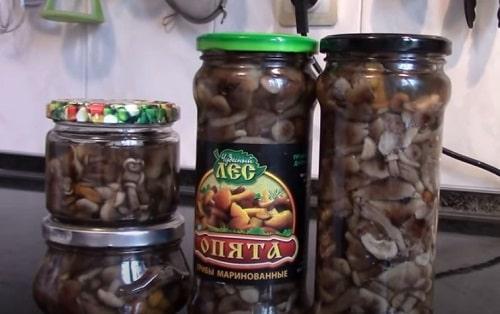 Маринованные опята с уксусом. Маринованные опята на зиму — рецепты с уксусом в банках