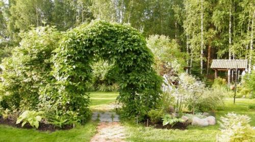 Девичий виноград зимой. Девичий виноград в ландшафтном дизайне