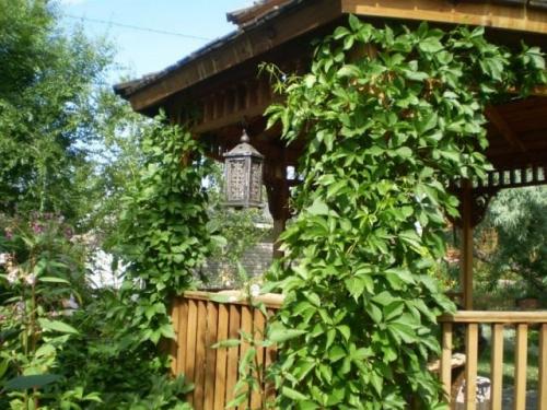 Девичий виноград уход весной. Девичий виноград и его скрытые таланты