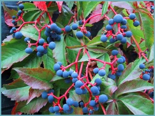 Как формировать девичий виноград. Описание растения: сорта и разновидности