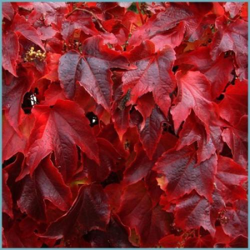 Как формировать девичий виноград. Описание растения: сорта и разновидности