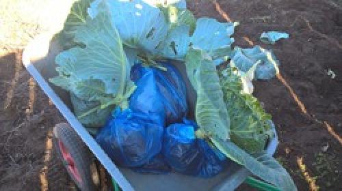 Как хранить капусту в погребе форум. Отличный способ сохранить капусту без погреба