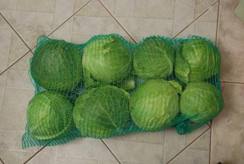 Как хранить капусту в погребе зимой. Хранение капусты в погребе