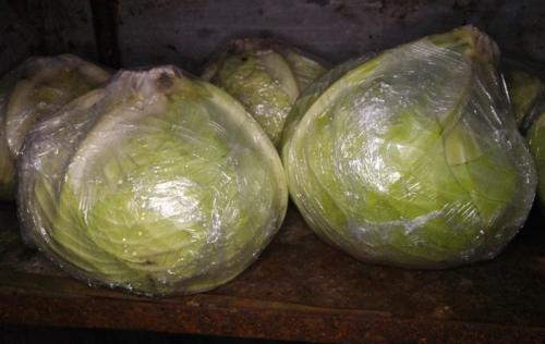 Как хранить капусту в погребе форум. Хранение капусты в погребе