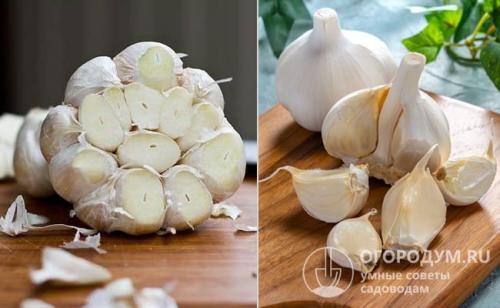 Какие головки чеснока оставлять на посадку. Как сажать чеснок под зиму