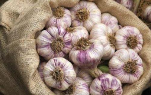 Как хранить чеснок для посадки. Выбор места и тары