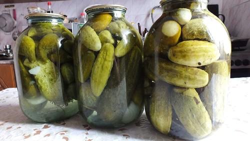 Обалденно хрустящие огурцы на зиму без уксуса и стерилизации. Особенности соления огурцы без уксуса на зиму