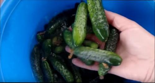 Как засолить огурцы в 3х литровой банке. Засолка огурцов в 3 литровых банках на зиму – хрустящие, соленые огурцы