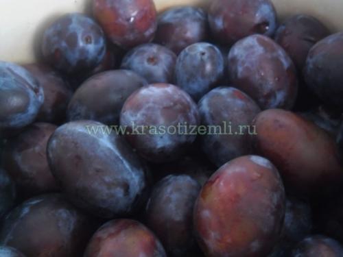 Сливы маринованные закусочные на зиму 18 Сливы маринованные закусочные на зиму 18