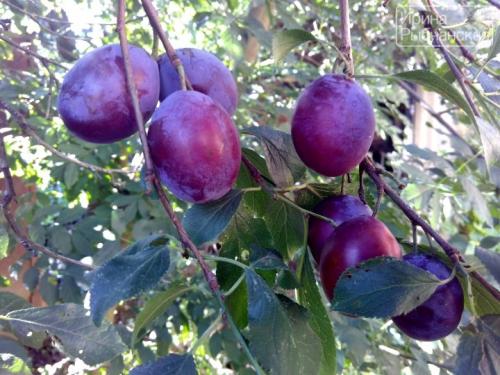 Маринованные сливы, как маслины. Рецепты маринованной сливы на зиму
