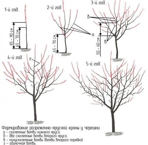 Какого цвета черешня. Как выглядит черешня и как ее выращивать? 10 Какого цвета черешня. Как выглядит черешня и как ее выращивать? 10