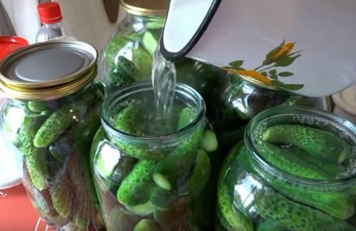 Маринованные огурцы без зелени. Маринованные огурцы хрустящие без стерилизации: очень вкусный рецепт