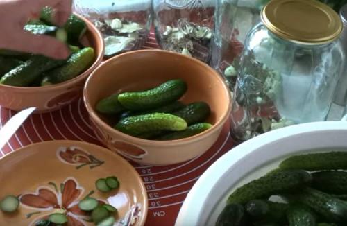 Маринованные огурцы без зелени. Маринованные огурцы хрустящие без стерилизации: очень вкусный рецепт