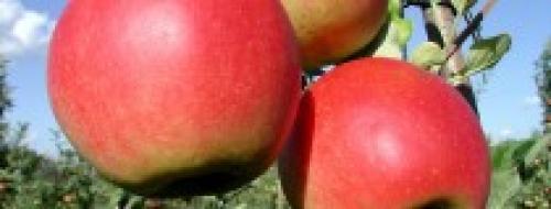 Летние сорта яблонь для кубани. Саженцы яблони