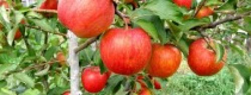 Летние сорта яблонь для кубани. Саженцы яблони