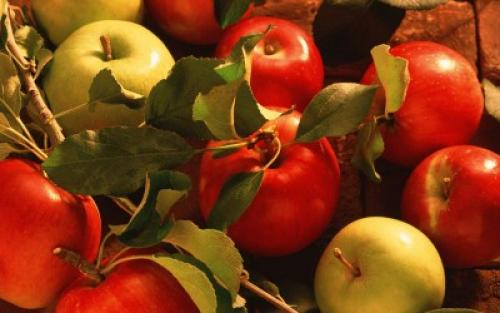 Летние сорта яблонь для кубани. Саженцы яблони