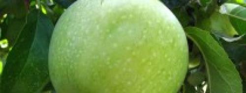 Летние сорта яблонь для кубани. Саженцы яблони