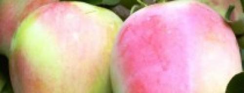Летние сорта яблонь для кубани. Саженцы яблони