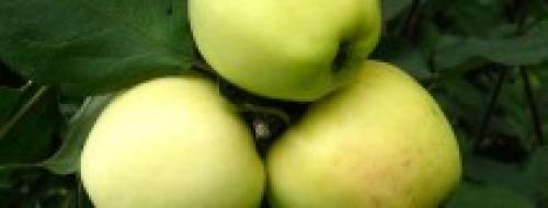 Летние сорта яблонь для кубани. Саженцы яблони