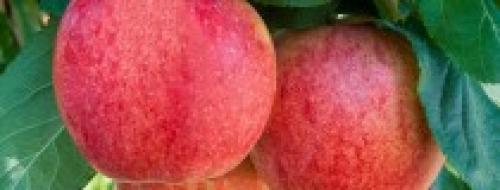 Летние сорта яблонь для кубани. Саженцы яблони