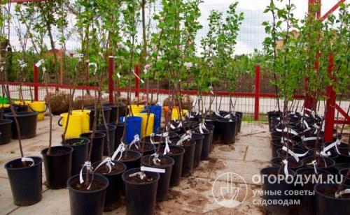 Ранние сорта яблонь. Летние сорта яблок