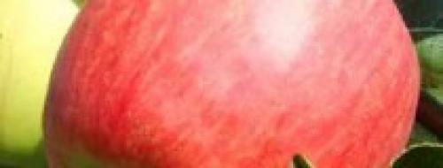 Летние сорта яблонь для кубани. Саженцы яблони