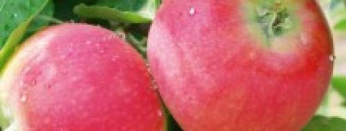 Летние сорта яблонь для кубани. Саженцы яблони