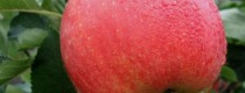 Летние сорта яблонь для кубани. Саженцы яблони