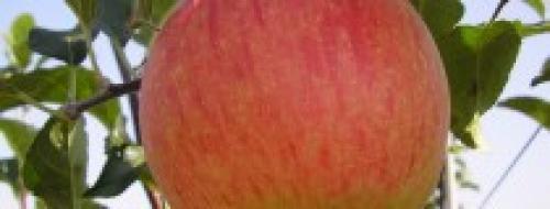 Летние сорта яблонь для кубани. Саженцы яблони