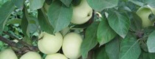 Летние сорта яблонь для кубани. Саженцы яблони