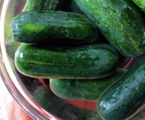 Маринованные хрустящие огурцы с маслом на зиму. Хрустящие маринованные огурцы в масле 27