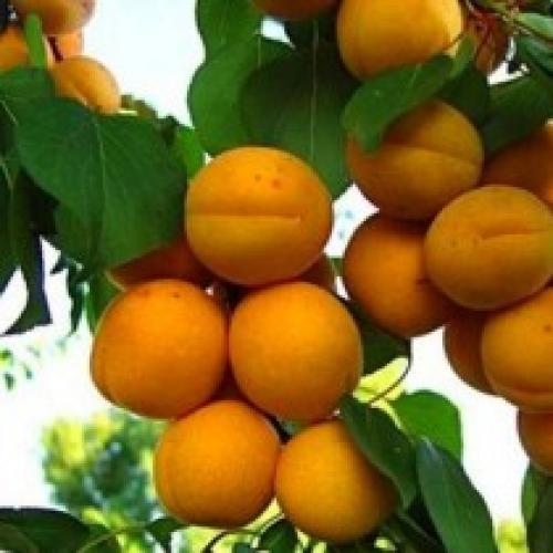 Самые вкусные сорта абрикоса для Средней полосы. Лучшие сорта абрикоса для Средней полосы