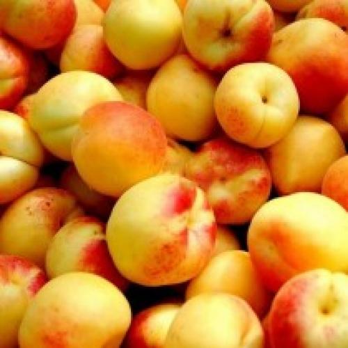 Самые вкусные сорта абрикоса для Средней полосы. Лучшие сорта абрикоса для Средней полосы