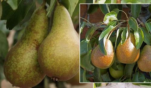 Сорта груш устойчивых к парше. Летние виды сортов груши 02