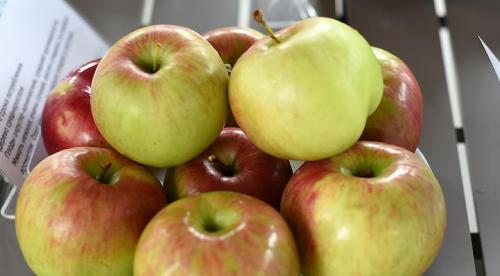 Зимние сорта яблок. Всё про зимние сорта яблок 18 Зимние сорта яблок. Всё про зимние сорта яблок 18