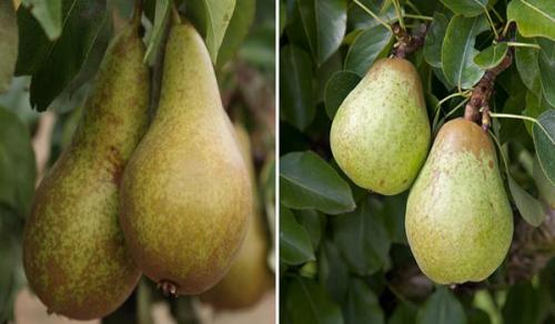 Сорта груш устойчивых к парше. Летние виды сортов груши 01