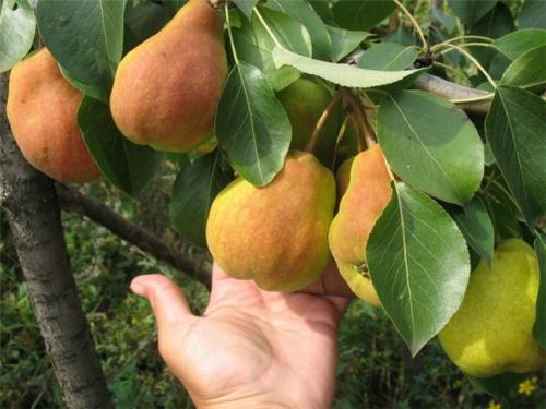 Сорта зимних груш. Зимние сорта груш